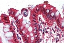 Ghrelin/Obestatin Antibody, Novus Biologicals 0.1mg; Unlabeled:Antibodies,